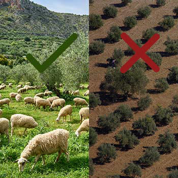 Das Bild ist in zwei Hälften geteilt und zeigt zwei Bilder. Links ist eine grüne Weide mit Wiese und Olivenbäumen zu sehen. Dort fressen Schafe Gras und das Bild ist in konraststarken Farben mit einem grünen Haken in der Mitte. Auf der rechten Seite sieht man ein Olivenbaumfeld von oben. Es hat dunkle Farben und die Bäume stehen auf einem kargen braunen Boden ohne Sträucher und sind in Reihen angebaut. Das Foto hat ein rotes Kreuz in der Mitte.