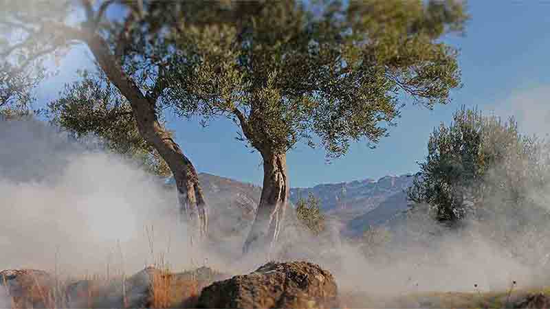 Olivenbäume in den Bergen