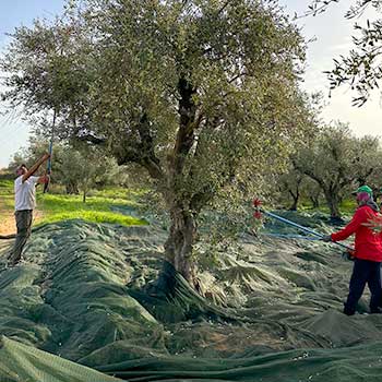 Zwei Personen stehen links und rechts neben einem Olivenbaum und haben jeweils einen Handrüttler zum Ernten von Oliven in der Hand. Die Oliven fallen auf ein Netz. Das Netz ist um den Baum herum auf dem Boden ausgebreitet.